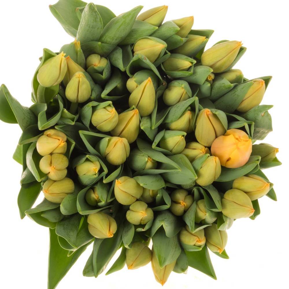 Tulpe salmon Lalibela 44 Gramm