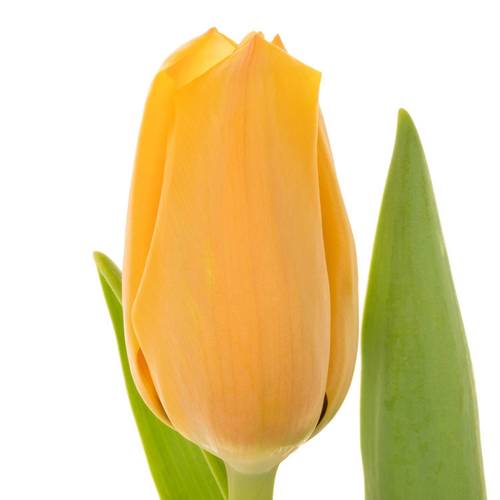 Tulpe salmon Lalibela 44 Gramm