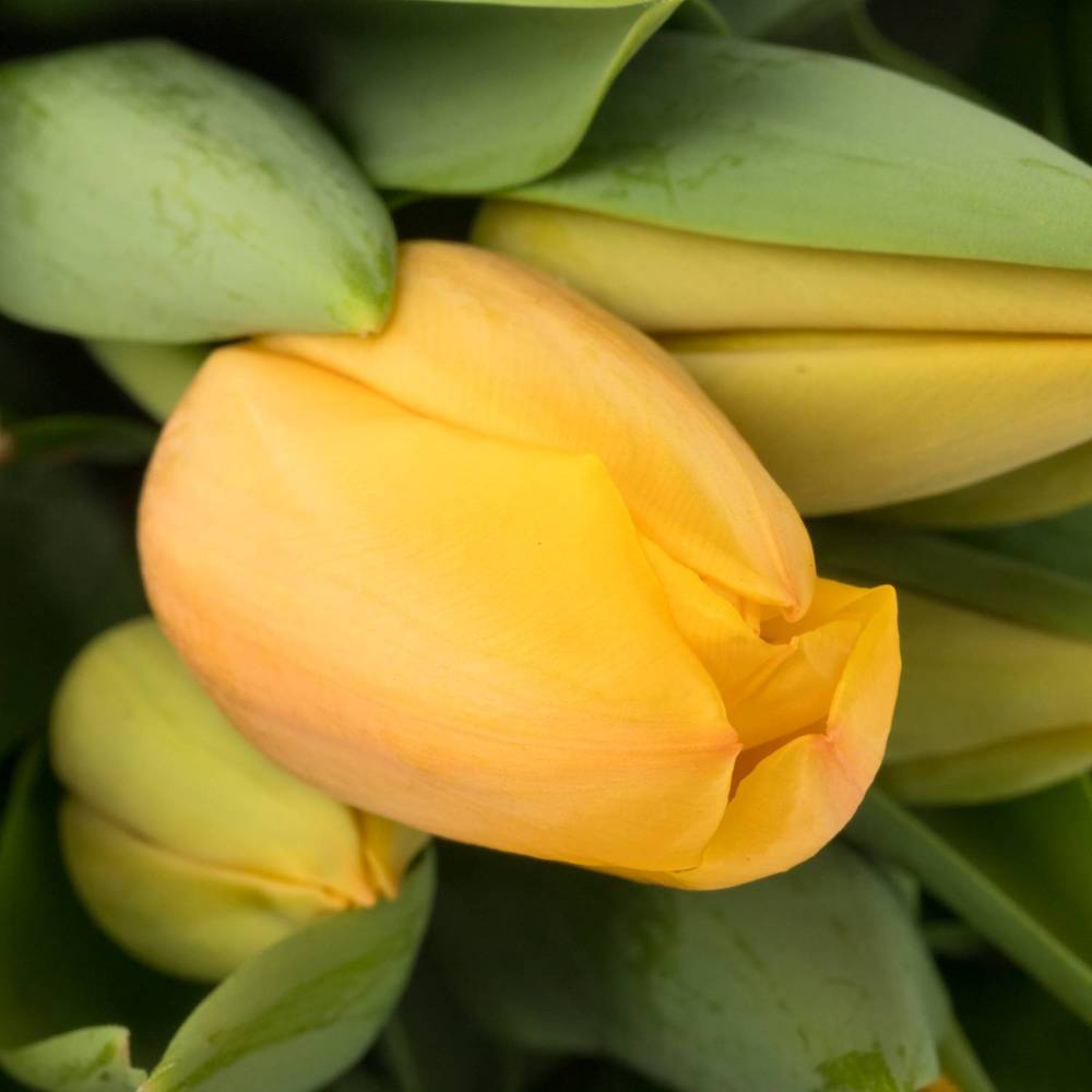 Tulpe salmon Lalibela 44 Gramm