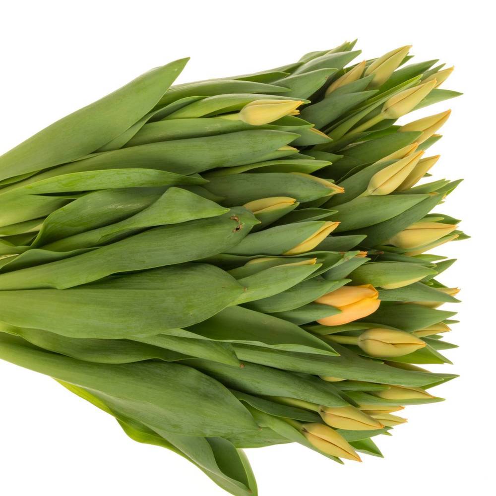 Tulpe salmon Lalibela 44 Gramm