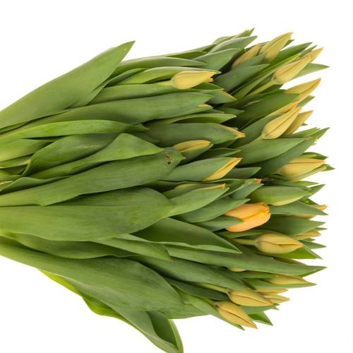 Tulpe salmon Lalibela 44 Gramm