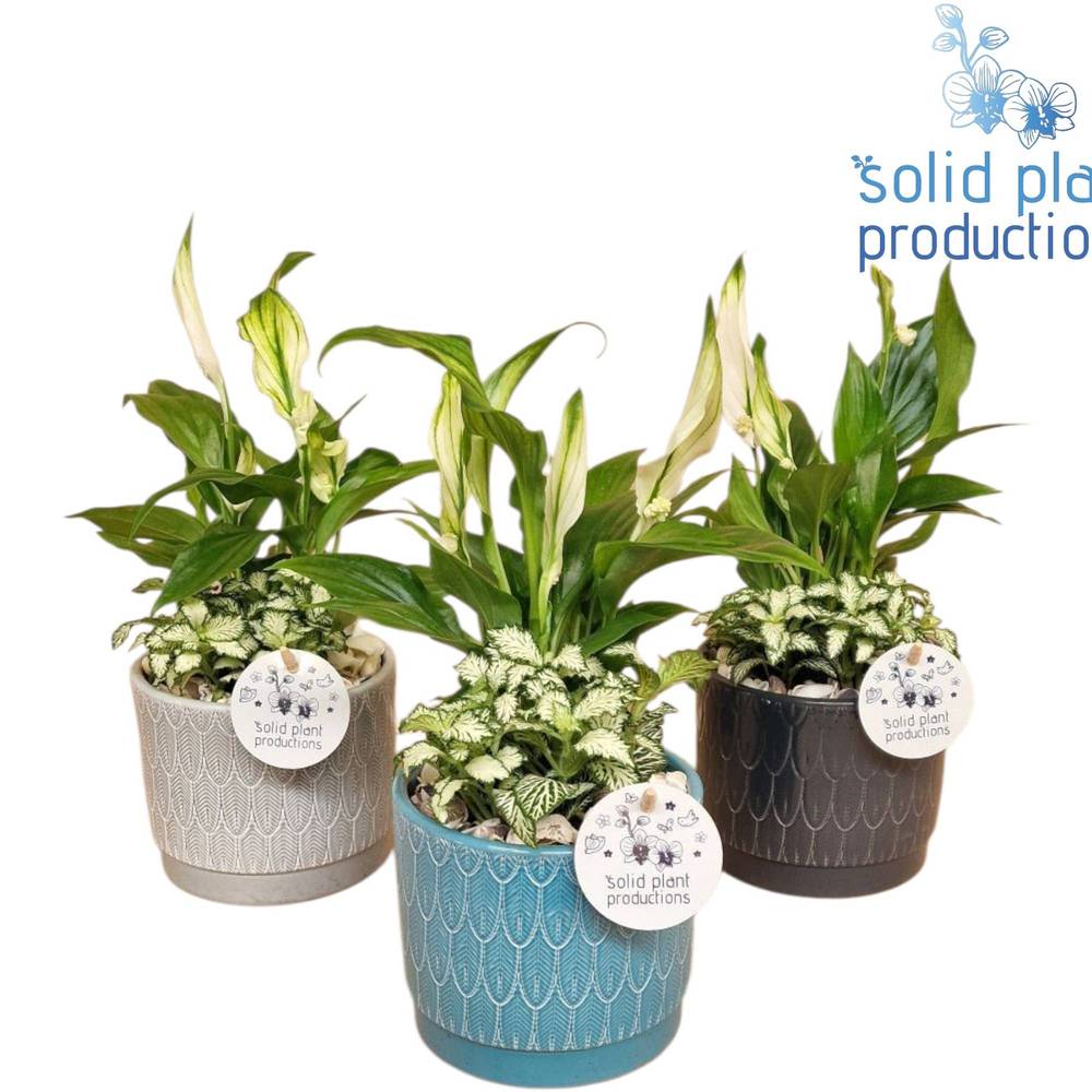 Spath.Arr mix NV003 Ariël Navy T12 H035