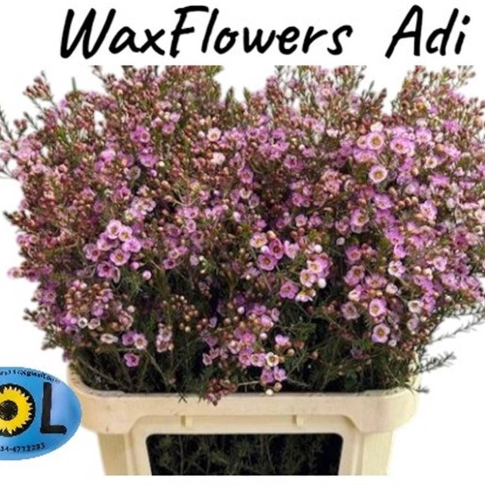 Wachsflower rosa Adi 65 Gramm 80cm