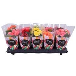 Begonie mix T09 H018