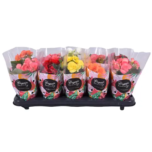 Begonie mix T09 H018