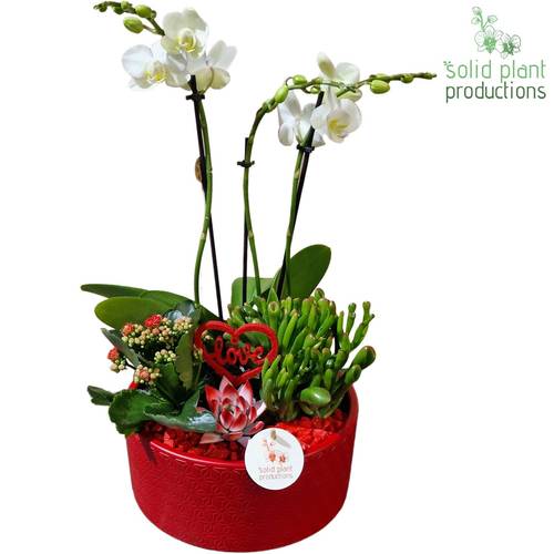 Phal.Arr Stella rot PE004 RV T22 H045