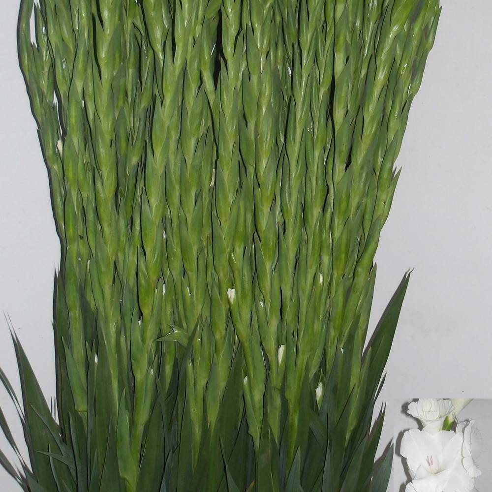 Gladiole weiss Puravida 120 cm Extra lang