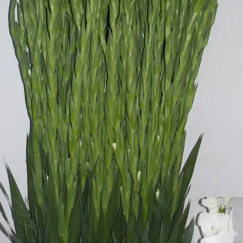 Gladiole weiss Puravida 120 cm Extra lang