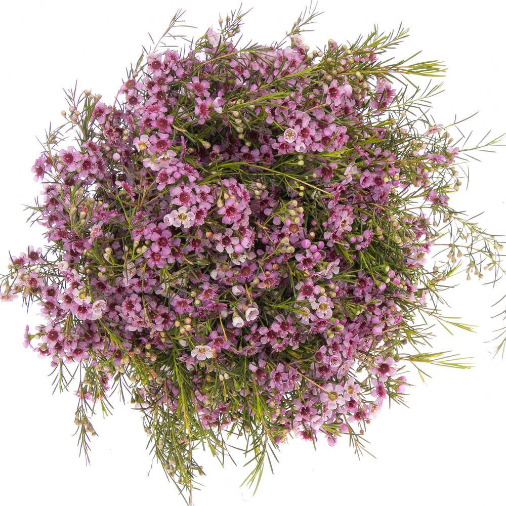 Wachsflower lila Raspberry Ripple 55Gramm 60cm