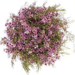 Wachsflower lila Raspberry Ripple 55Gramm 60cm