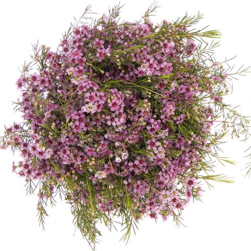 Wachsflower lila Raspberry Ripple 55Gramm 60cm