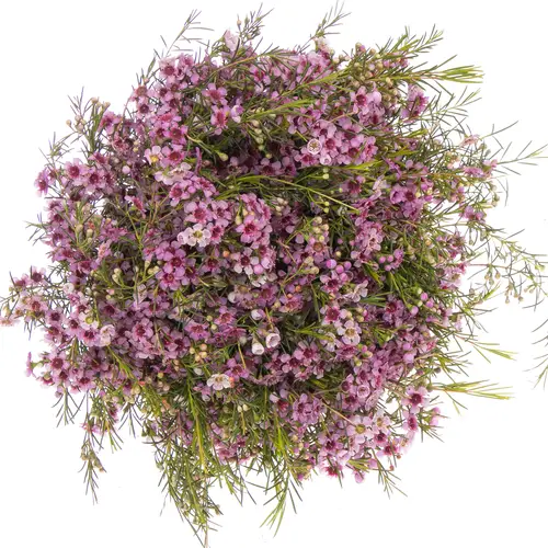 Wachsflower lila Raspberry Ripple 55Gramm 60cm