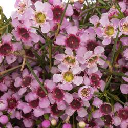 Wachsflower lila Raspberry Ripple 55Gramm 60cm