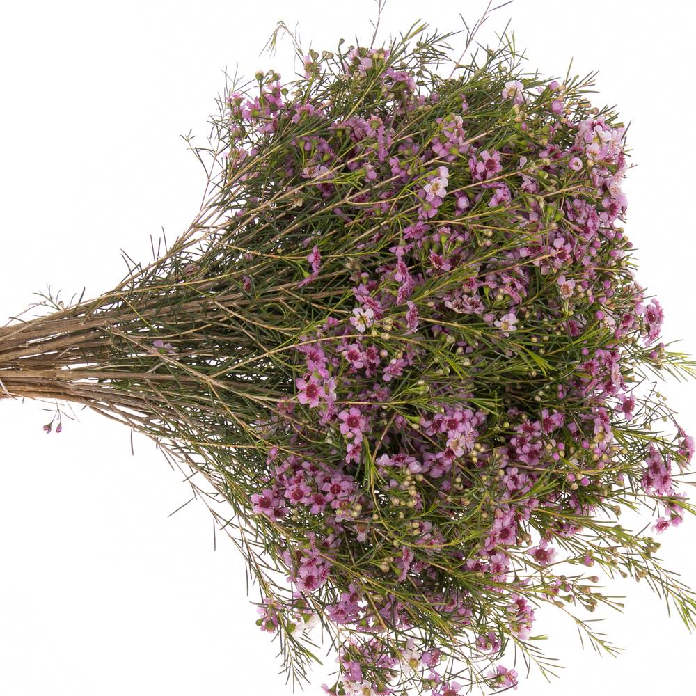 Wachsflower lila Raspberry Ripple 55Gramm 60cm