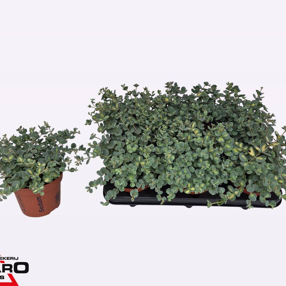 Sedum grau/grün Sieboldii Mediov T12 H017
