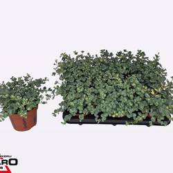 Sedum grau/grün Sieboldii Mediov T12 H017