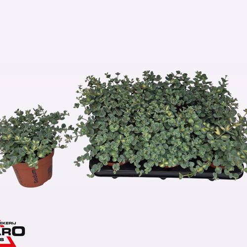 Sedum grau/grün Sieboldii Mediov T12 H017