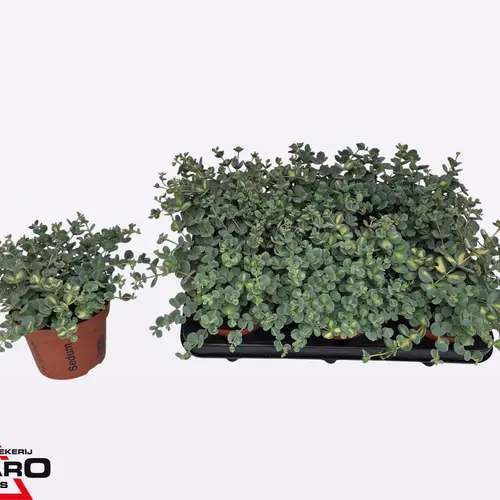 Sedum grau/grün Sieboldii Mediov T12 H017