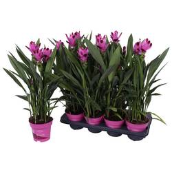 Curcuma hell lila T14 H060