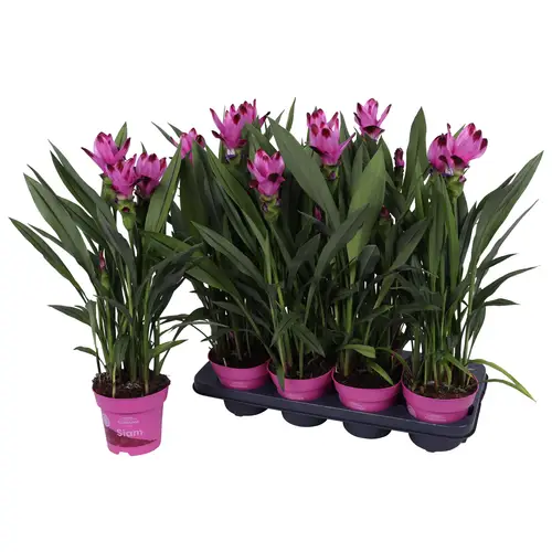 Curcuma hell lila T14 H060