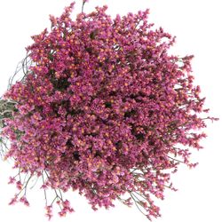 Limonium rosa Princess Diamond 70cm