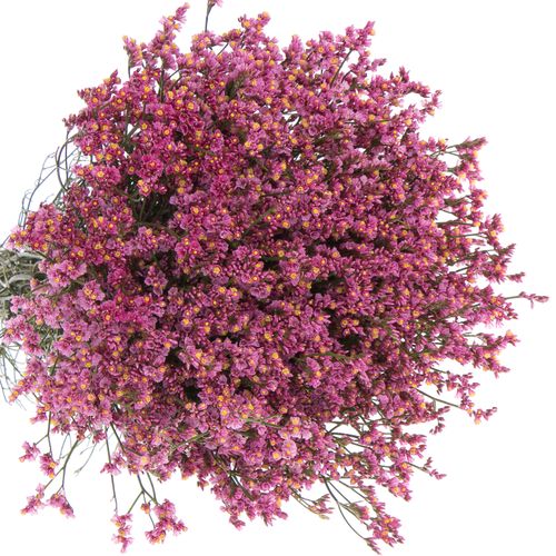 Limonium rosa Princess Diamond 70cm