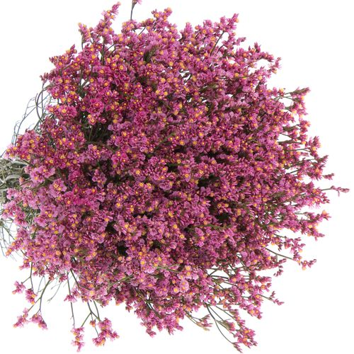 Limonium rosa Princess Diamond 70cm