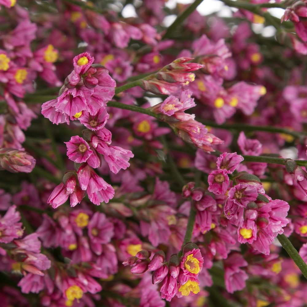 Limonium rosa Princess Diamond 70cm