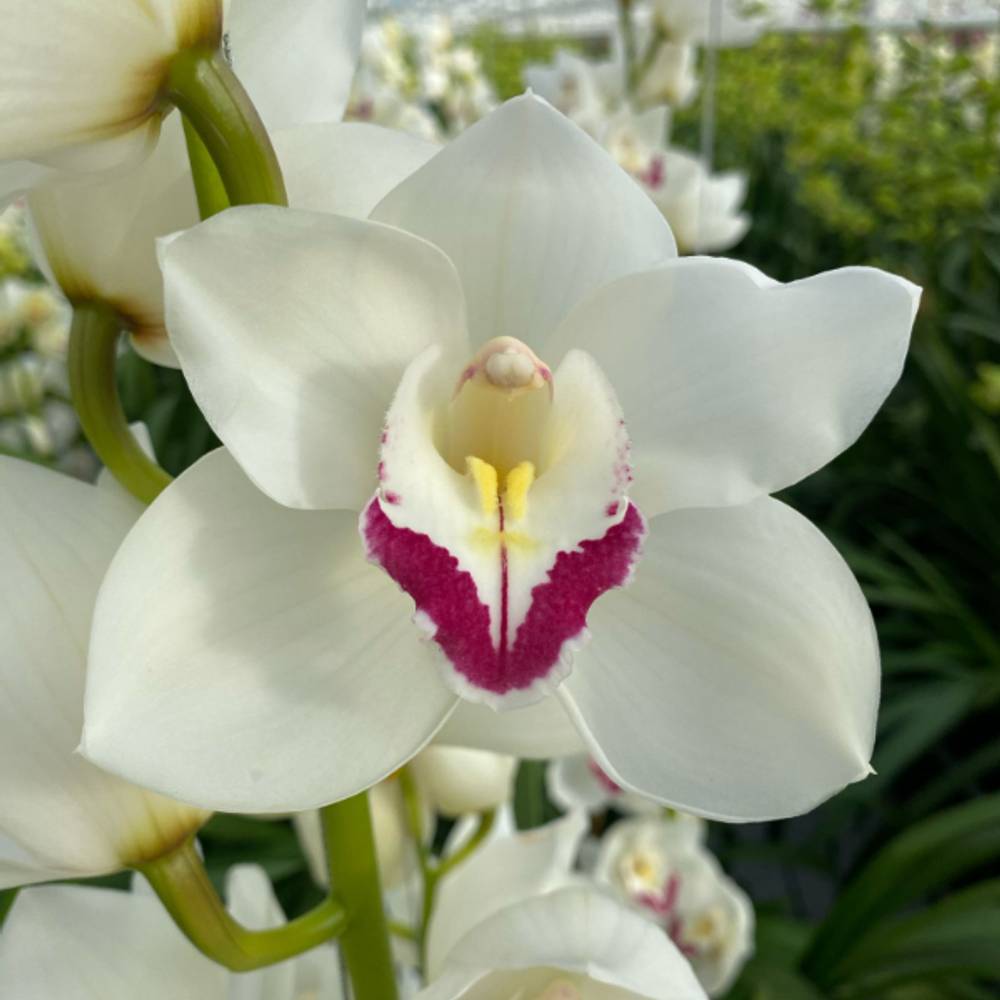 Cymbidium weiss Queen Nora 13+Blüte 80cm