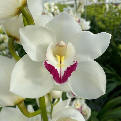 Cymbidium weiss Queen Nora 13+Blüte 80cm