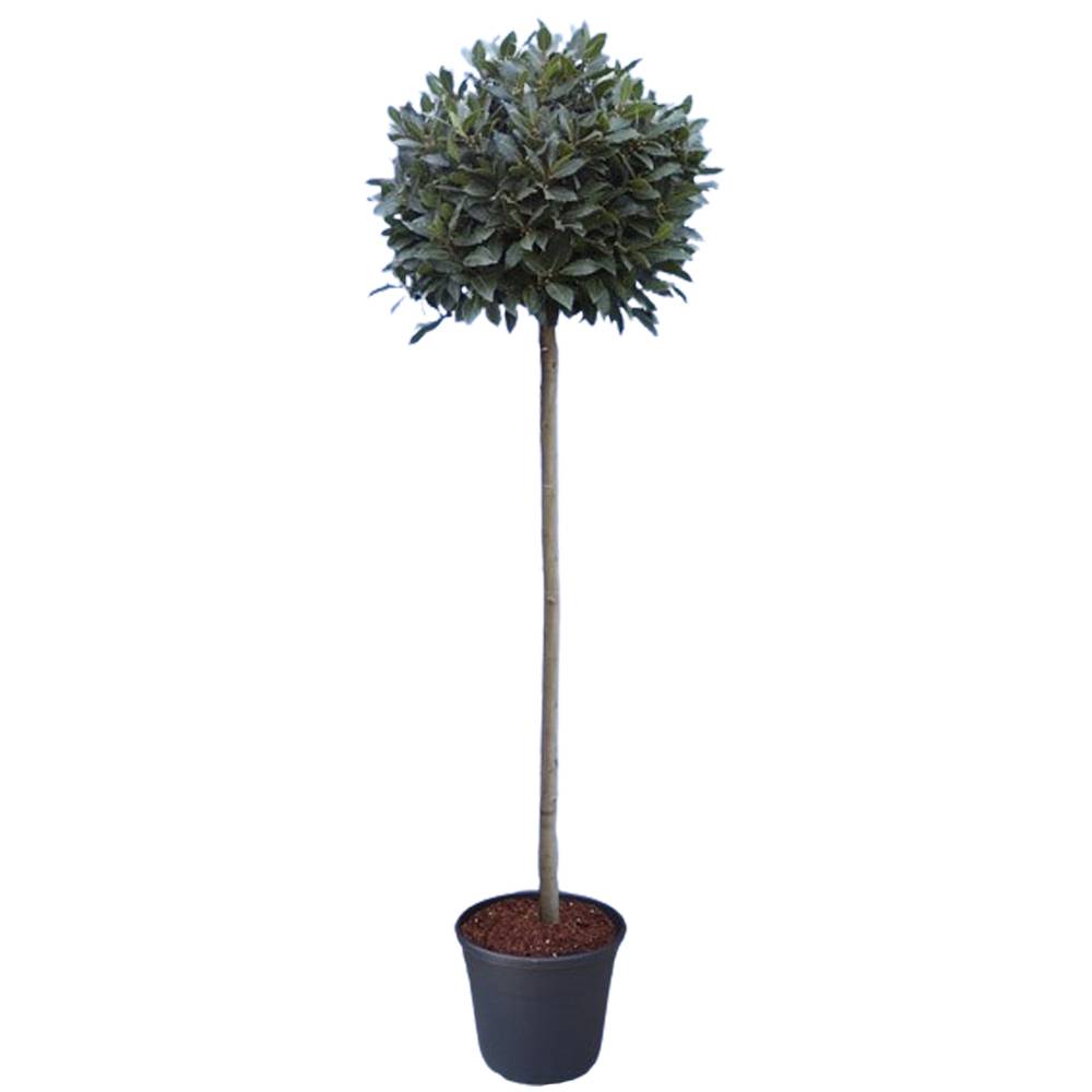 Lorbeer Nobilis Kügel 30cm T30 H200