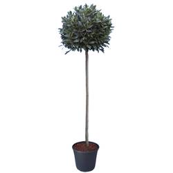 Lorbeer Nobilis Kügel 30cm T30 H200