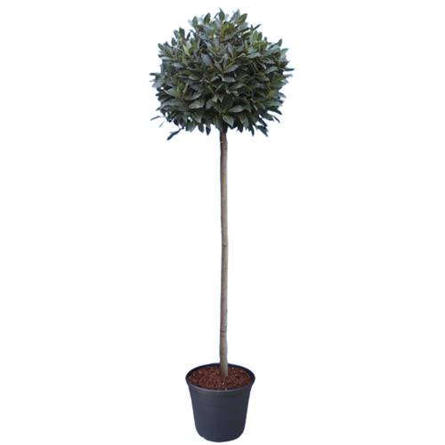 Lorbeer Nobilis Kügel 30cm T30 H200