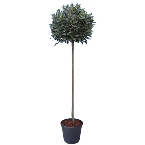 Lorbeer Nobilis Kügel 30cm T30 H200