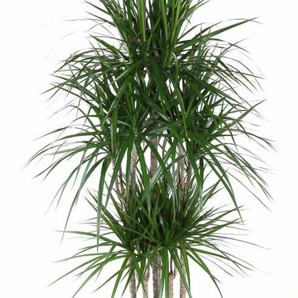 Dracaena 6er Marginata T31 H160