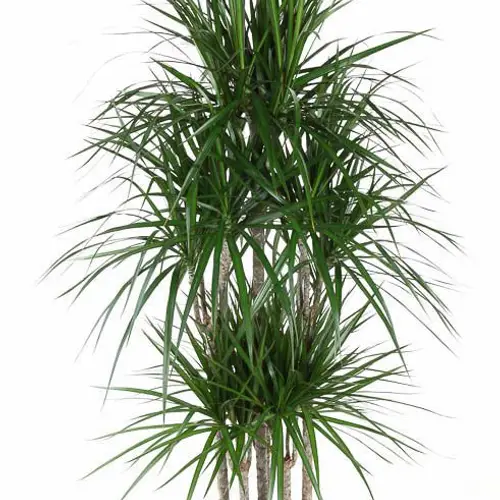 Dracaena 6er Marginata T31 H160