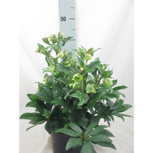 Helleb.Winterbells T19 H40