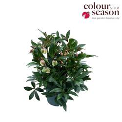 Helleborus creme/weiss Winterbells T19 H040