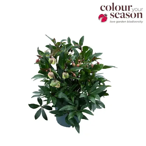 Helleborus creme/weiss Winterbells T19 H040