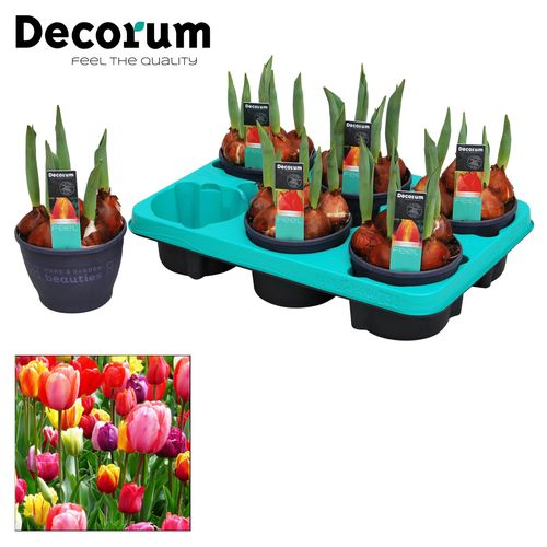 Tulpen 5er mix T12 H17