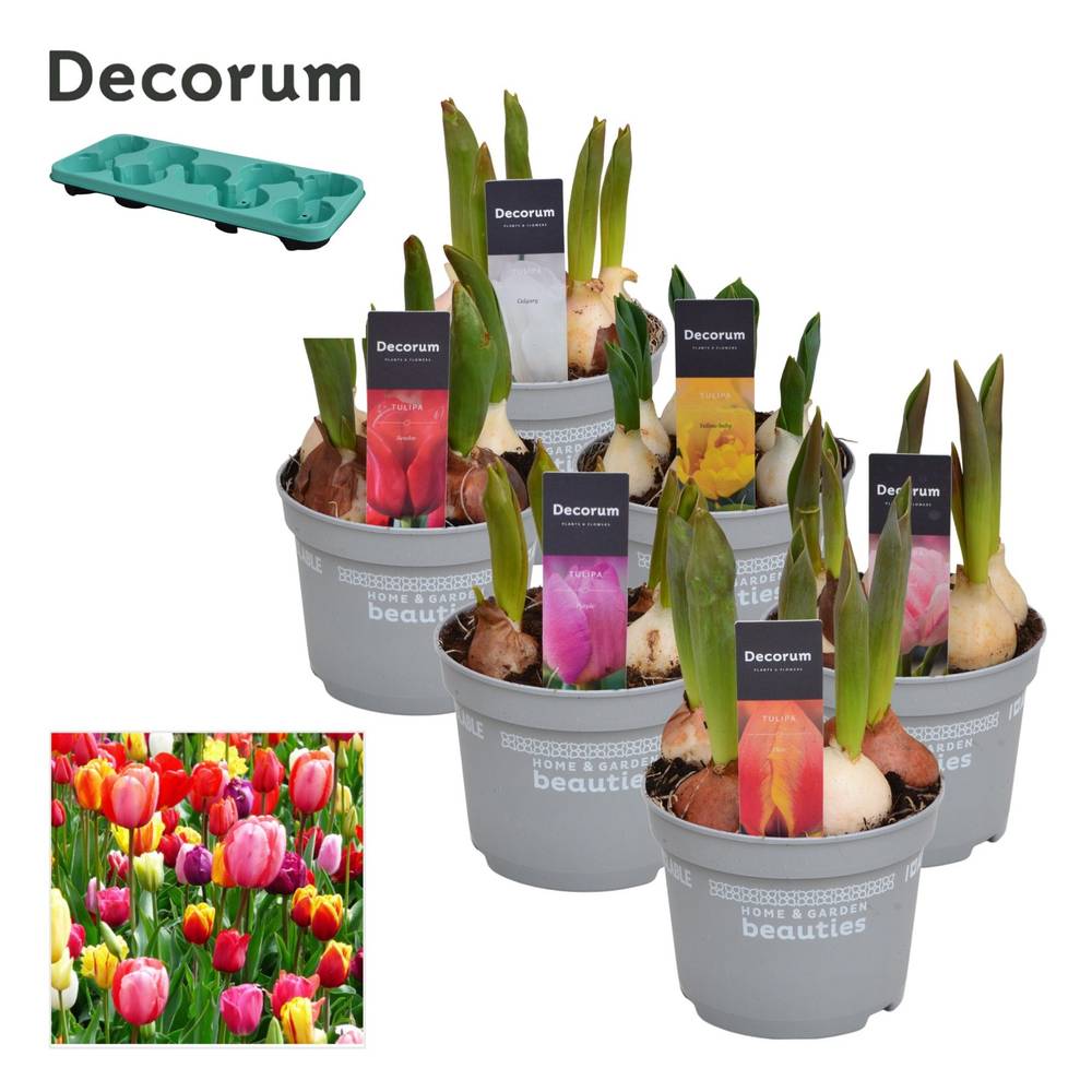 Tulpen 5er mix T12 H17