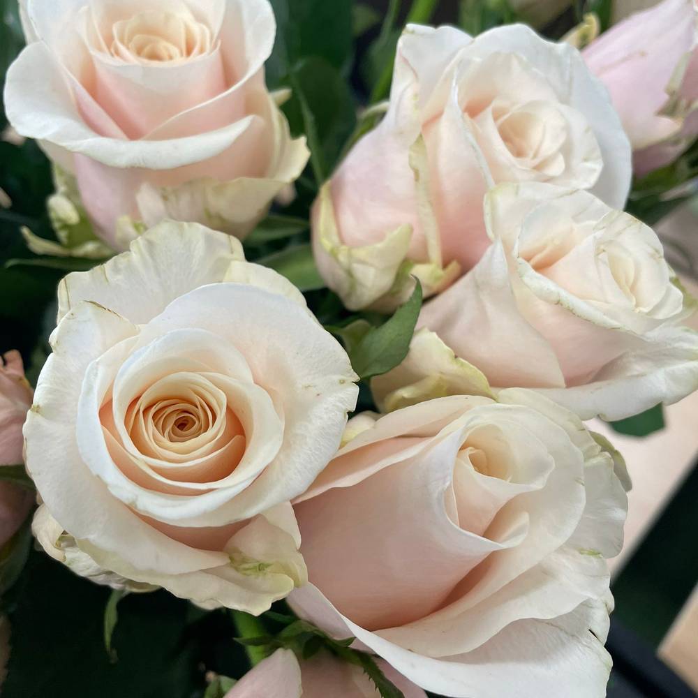 Rose apricot Cabana 70cm