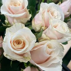 Rose apricot Cabana 70cm