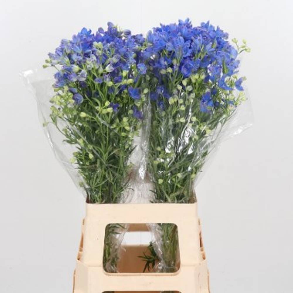 Delphinium blau Fashion 80cm