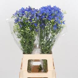 Delphinium blau Fashion 80cm