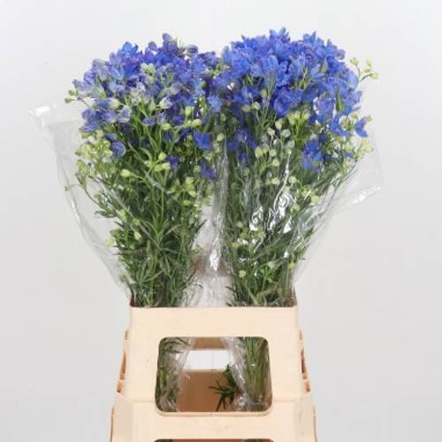 Delphinium blau Fashion 80cm