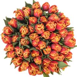Tulpe orange/rot doppel Marax Pride 48 Gramm