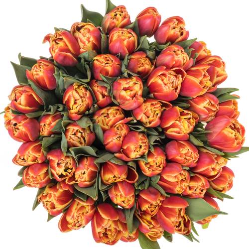 Tulpe orange/rot doppel Marax Pride 48 Gramm