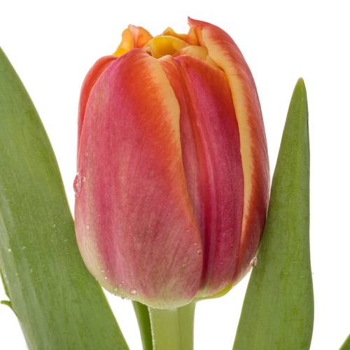 Tulpe orange/rot doppel Marax Pride 48 Gramm