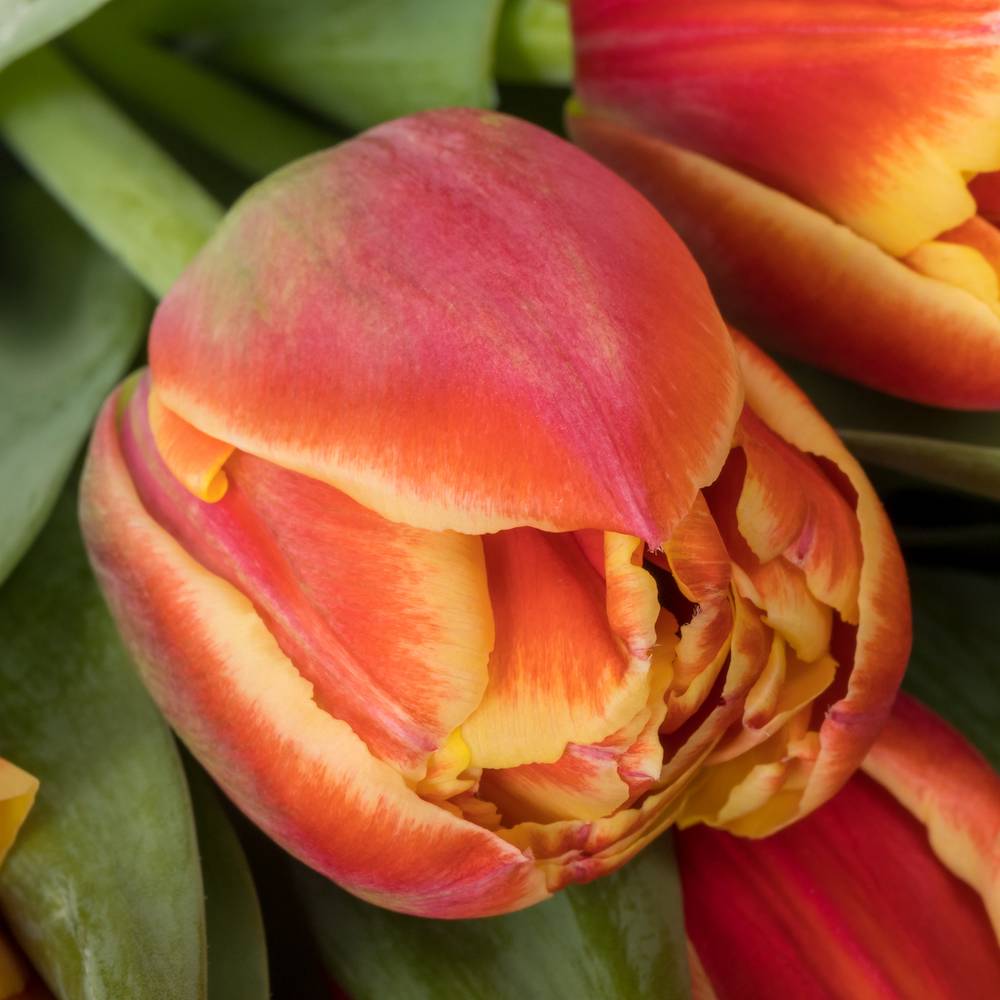 Tulpe orange/rot doppel Marax Pride 48 Gramm